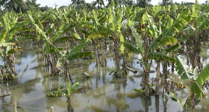 Gobierno acude en auxilio de los productores agrícolas afectados por los huracanes