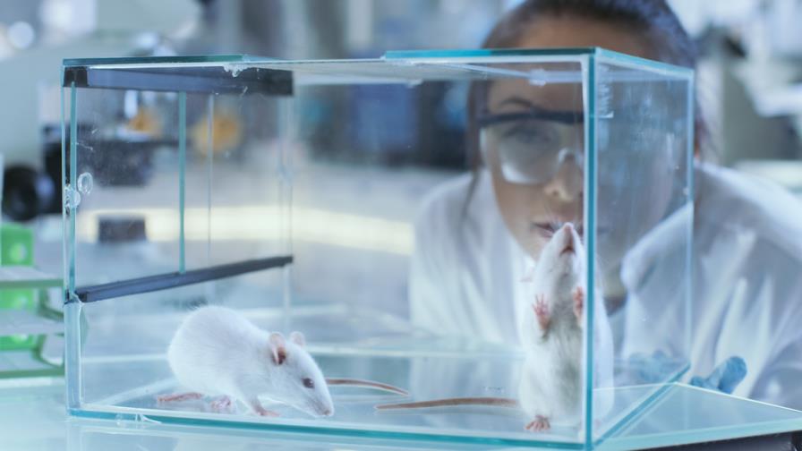 Proponen una terapia genética capaz de revertir la ceguera en ratones