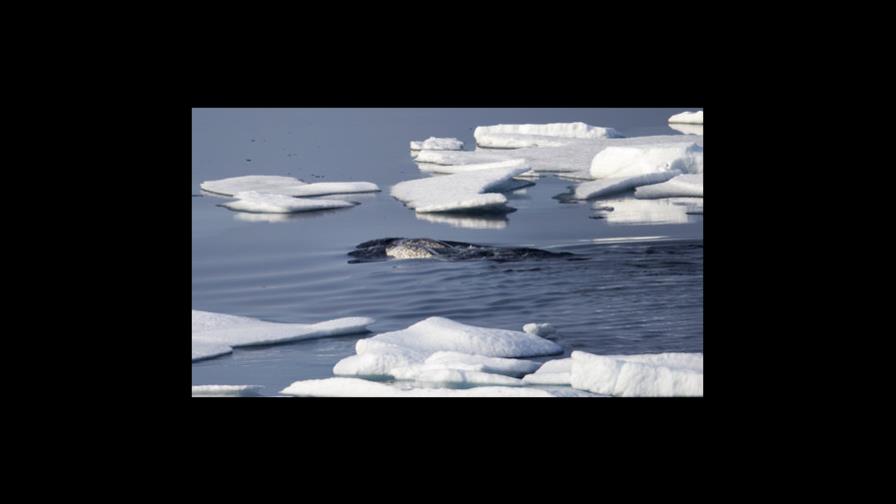 La Unión Europea destinará miles de millones de dólares a vida marina La Unión Europea destinará miles de millones de dólares a vida marina