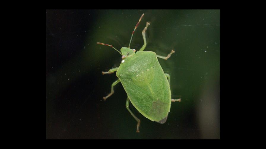 Plaga de chinche verde (hiede vivo) afecta Montecristi y  Dajabón, dice Obras Públicas