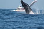 Más de 750,000 turistas han visitado Samaná para observar ballenas en los últimos 14 años Más de 750,000 turistas han visitado Samaná para observar ballenas en los últimos 14 años
