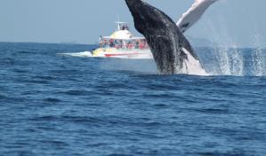 Más de 750,000 turistas han visitado Samaná para observar ballenas en los últimos 14 años