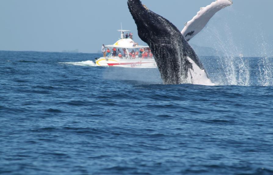 Medio Ambiente modifica norma de observación de ballenas jorobadas