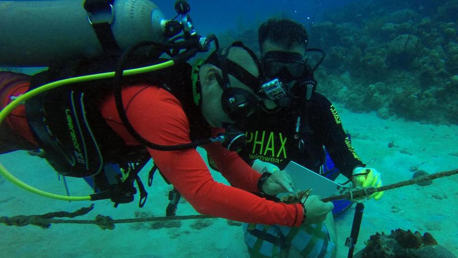 La isla colombiana de San Andrés siembra corales para restaurar sus arrecifes La isla colombiana de San Andrés siembra corales para restaurar sus arrecifes