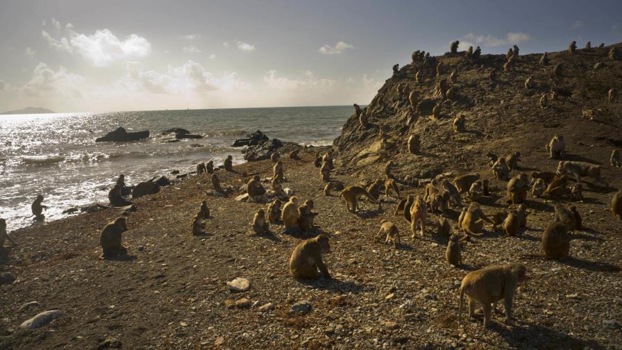 El huracán María devastó la Isla de los Monos en Puerto Rico 