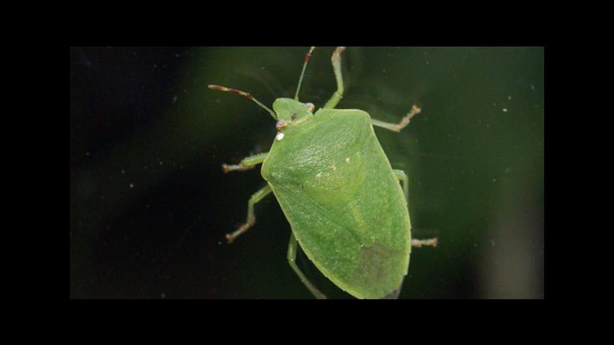 Obras Públicas elimina miles de “hiede vivo” durante jornada de fumigación Obras Públicas elimina miles de “hiede vivo” durante jornada de fumigación