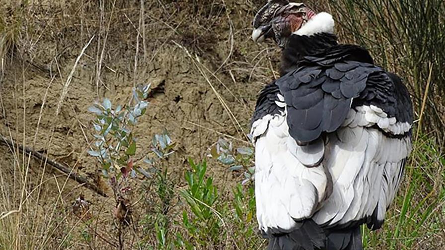Chunka, una cóndor que ha ubicado al menos 78 dormideros en Ecuador 
