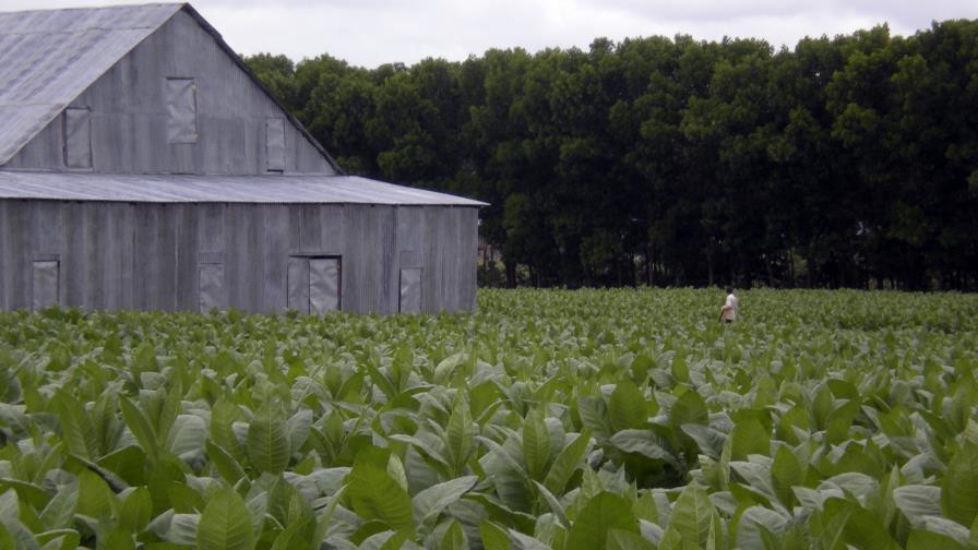 República Dominicana busca exportar cigarros a nuevos mercados en Europa República Dominicana busca exportar cigarros a nuevos mercados en Europa