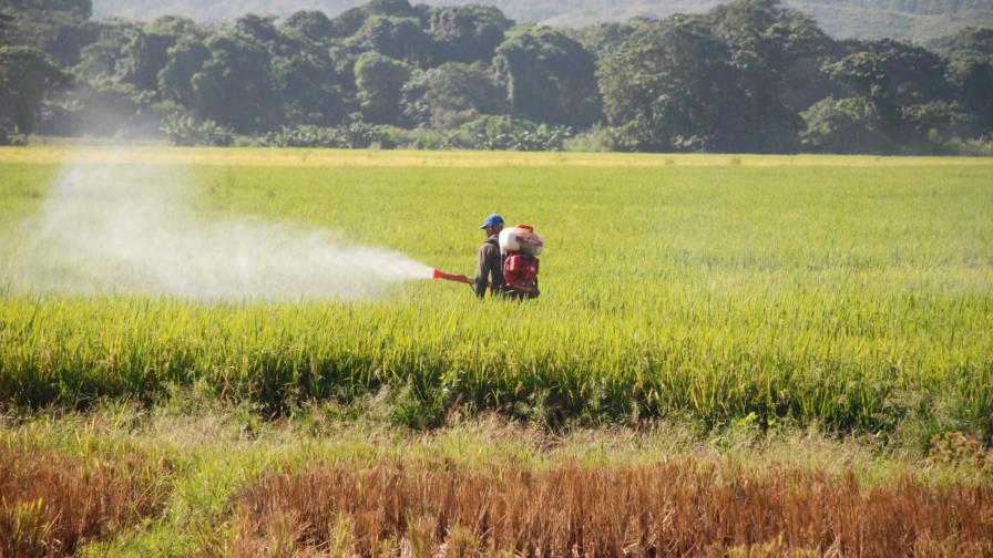 Revelan 45% de cosechas se pierde por plagas en la República Dominicana Revelan 45% de cosechas se pierde por plagas en la República Dominicana