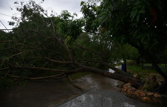Aguaceros provocan caída de  árbol en la avenida de la Salud en el Mirador Sur