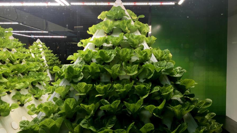  Los cultivos hidropónicos de Microsoft causan admiración