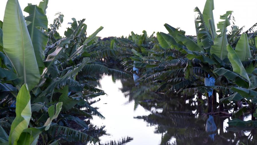 Pérdidas del sector agrícola por huracán María ascienden a RD$ 1,098 millones