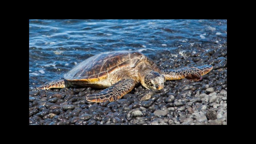 Rescatan en Brasil a 36 tortugas de la Amazonía que iban a ser vendidas 