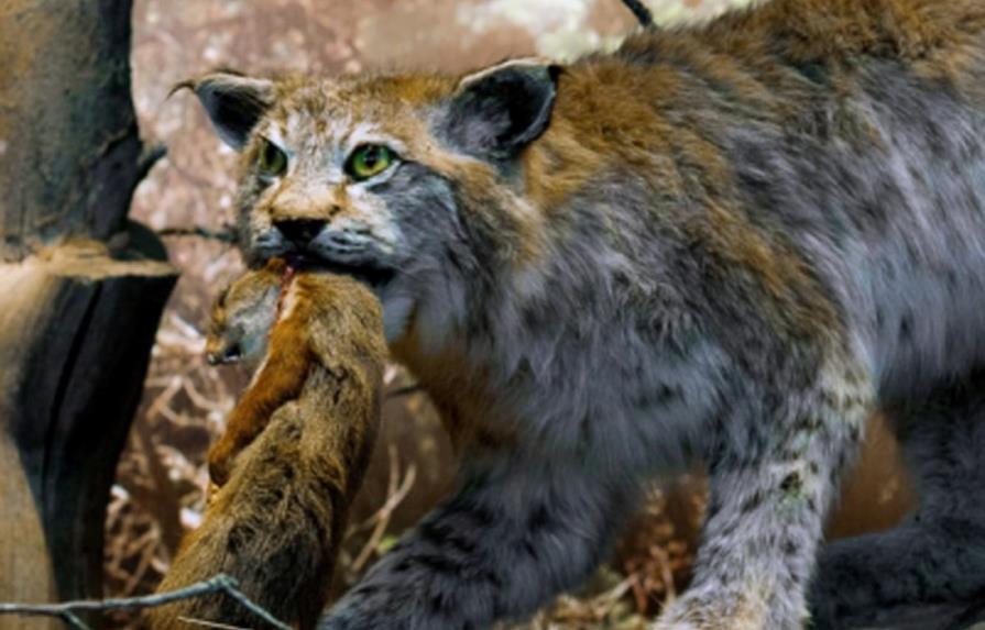 Científicos hallan en Creta ejemplar de gato salvaje que se creía extinguido