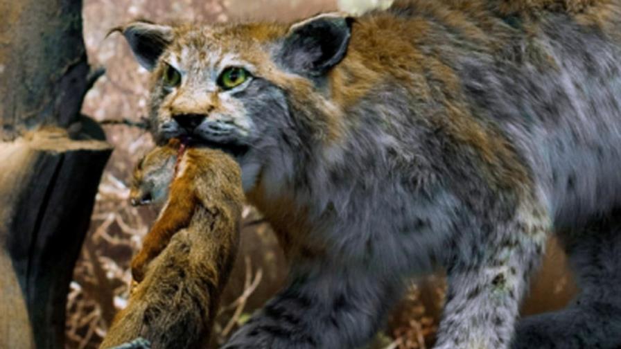 Científicos hallan en Creta ejemplar de gato salvaje que se creía extinguido