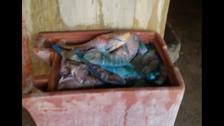 Domínguez Brito: No cederemos en la protección del  Pez Loro