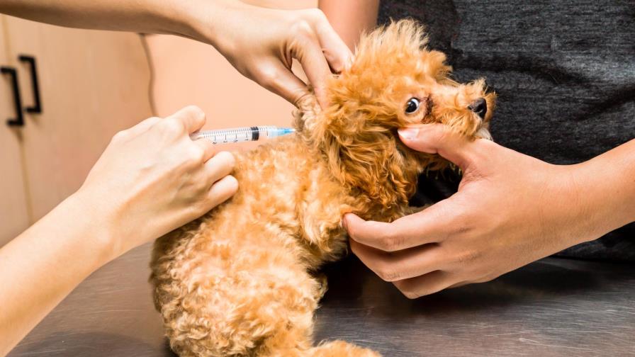 Vacuna y esterilización