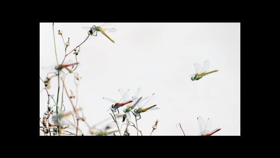 Los usos agrícolas han causado el declive del 80% de los insectos desde 1990