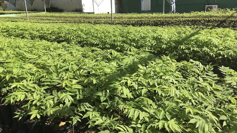 Medina supervisa proyectos forestales