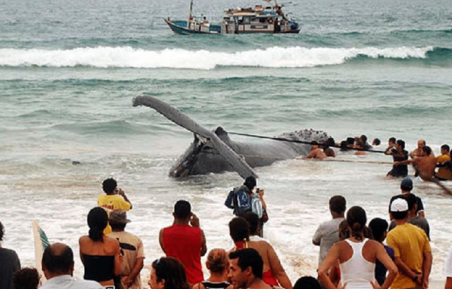 Rescatan tras 19 horas ballena encallada en el litoral de Brasil 