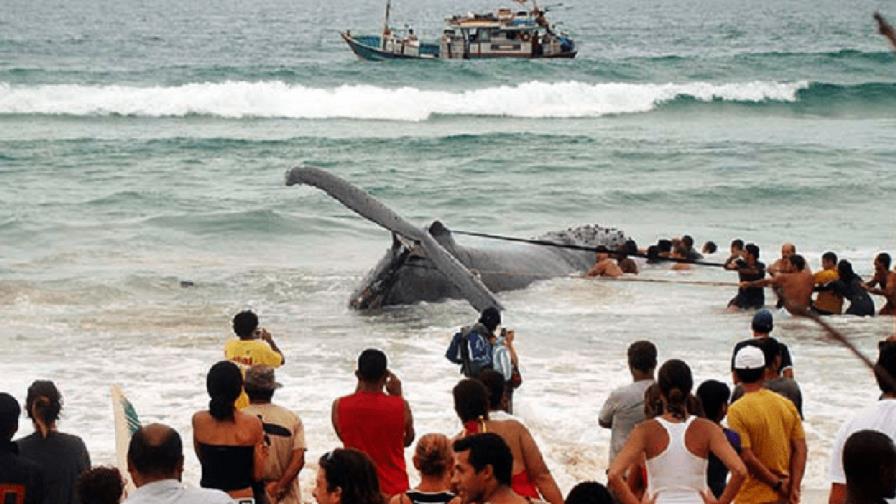 Rescatan tras 19 horas ballena encallada en el litoral de Brasil 