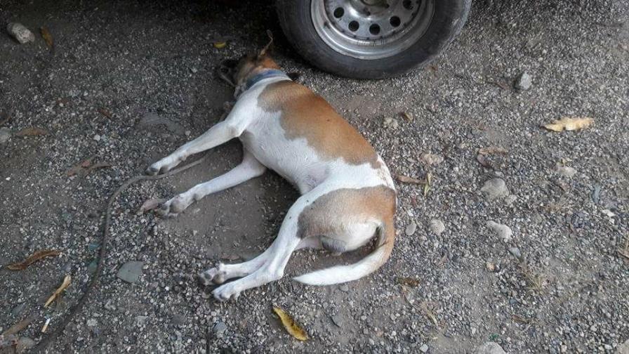 Asaltantes ahorcan vigilante de ayuntamiento de San Víctor, en Moca