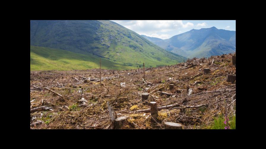 Países del Sica se unen para combatir comercio ilegal de madera en la región 