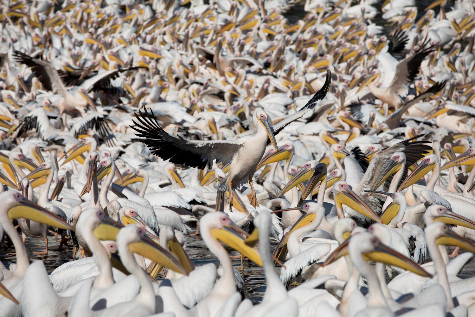 Viajes de pelícanos 