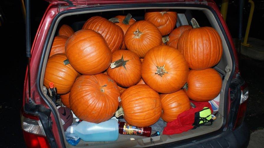 Detienen a tres jóvenes por robar 48 calabazas de Halloween 