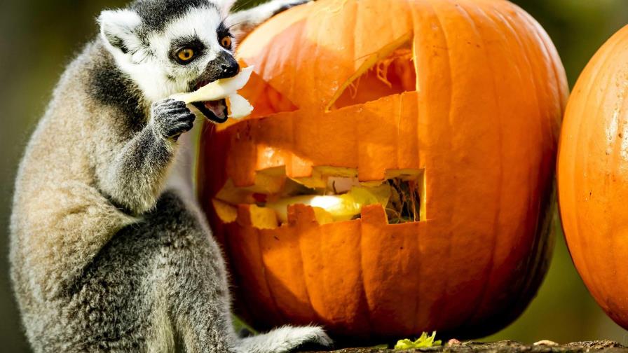 Fundéu BBVA: Halloween, claves de redacción”