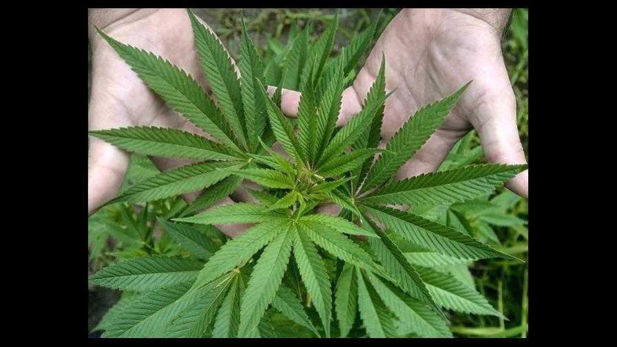 Una carrera universitaria prepara para el gran negocio de la marihuana 