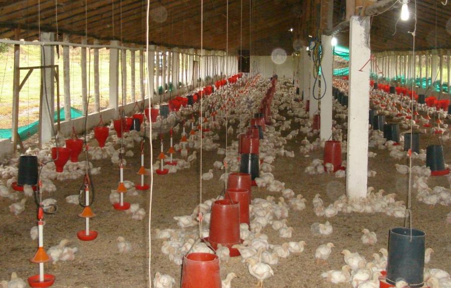 Productores de pollos de la región norte niegan fiebre aviar