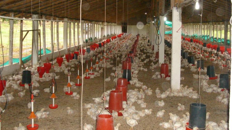 Productores de pollos de la región norte niegan fiebre aviar