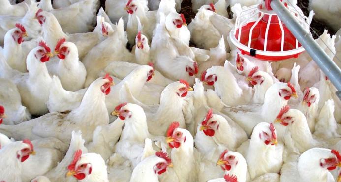 Garantizan a la población que puede consumir pollo tras confirmarse gripe aviar 