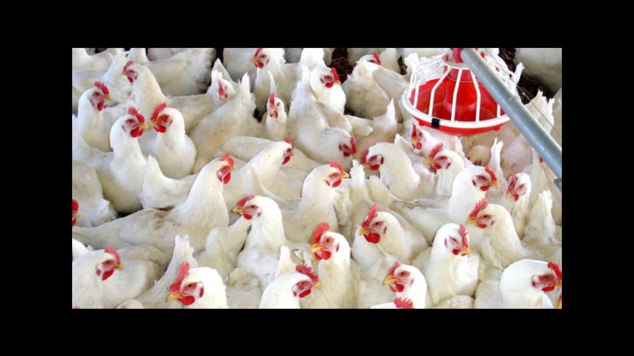 Garantizan a la población que puede consumir pollo tras confirmarse gripe aviar 