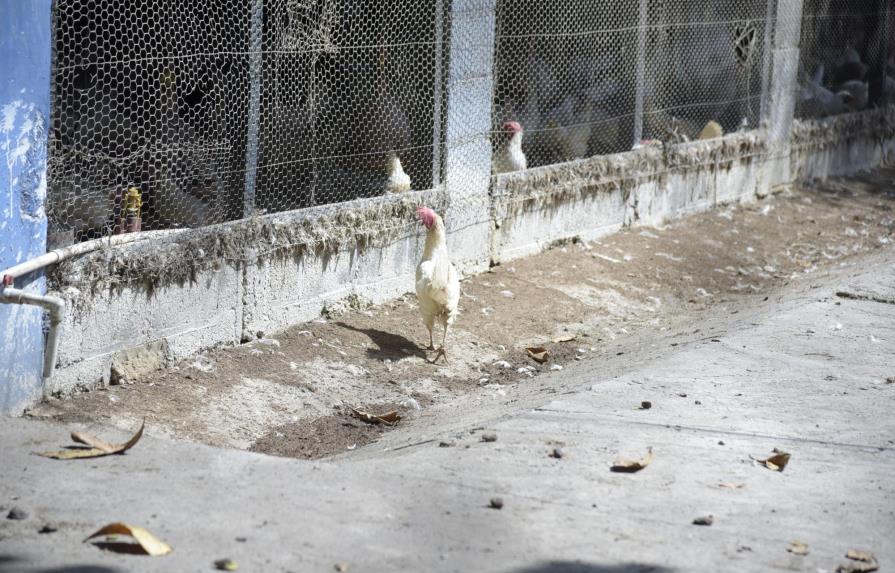 Autoridades eliminan pollos y huevos en la provincia Espaillat por gripe aviar 