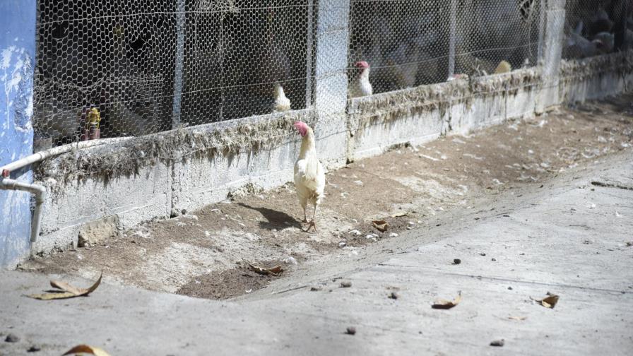 Autoridades eliminan pollos y huevos en la provincia Espaillat por gripe aviar Autoridades eliminan pollos y huevos en la provincia Espaillat por gripe aviar