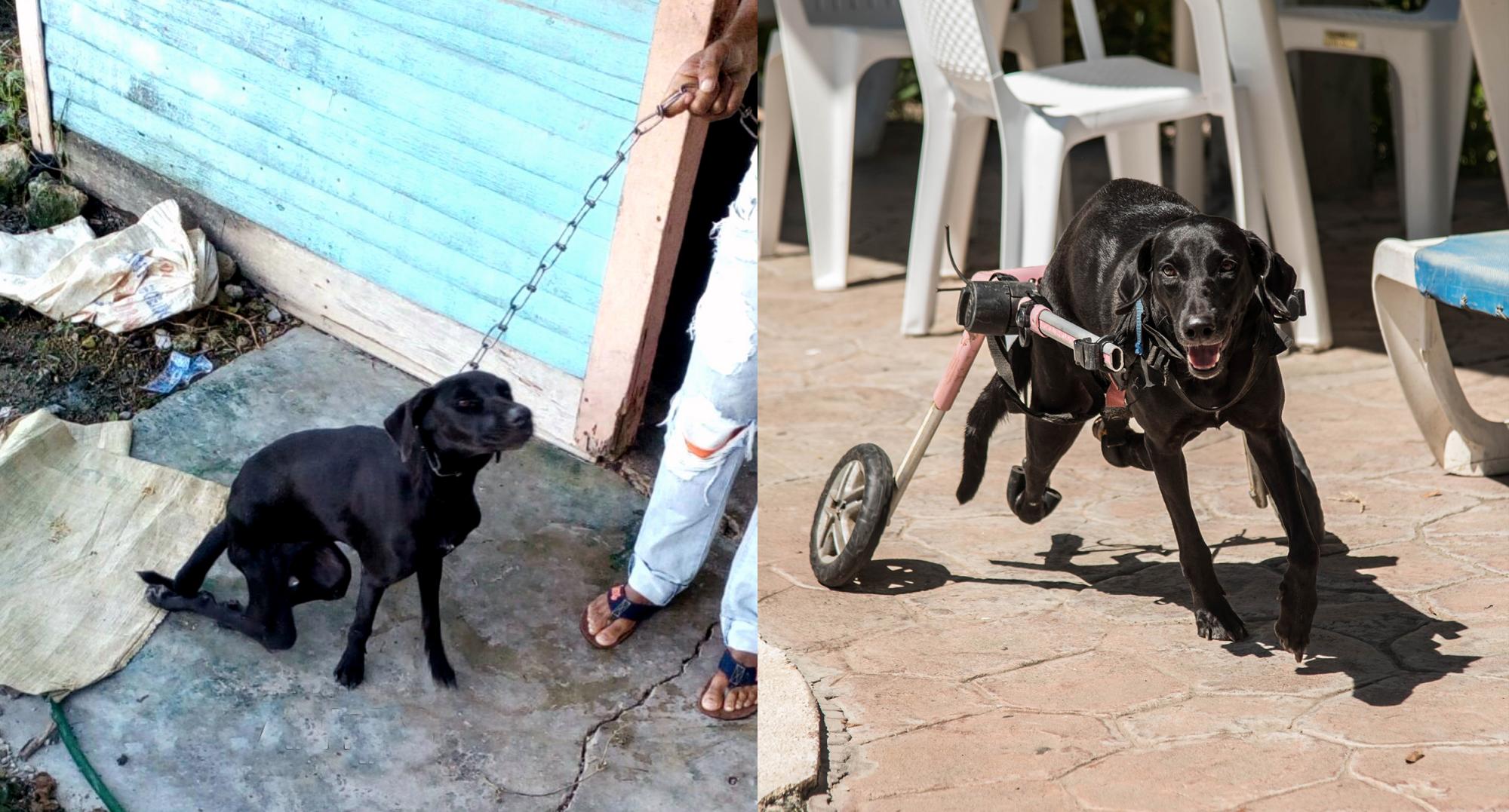 El antes y después de Pepita.