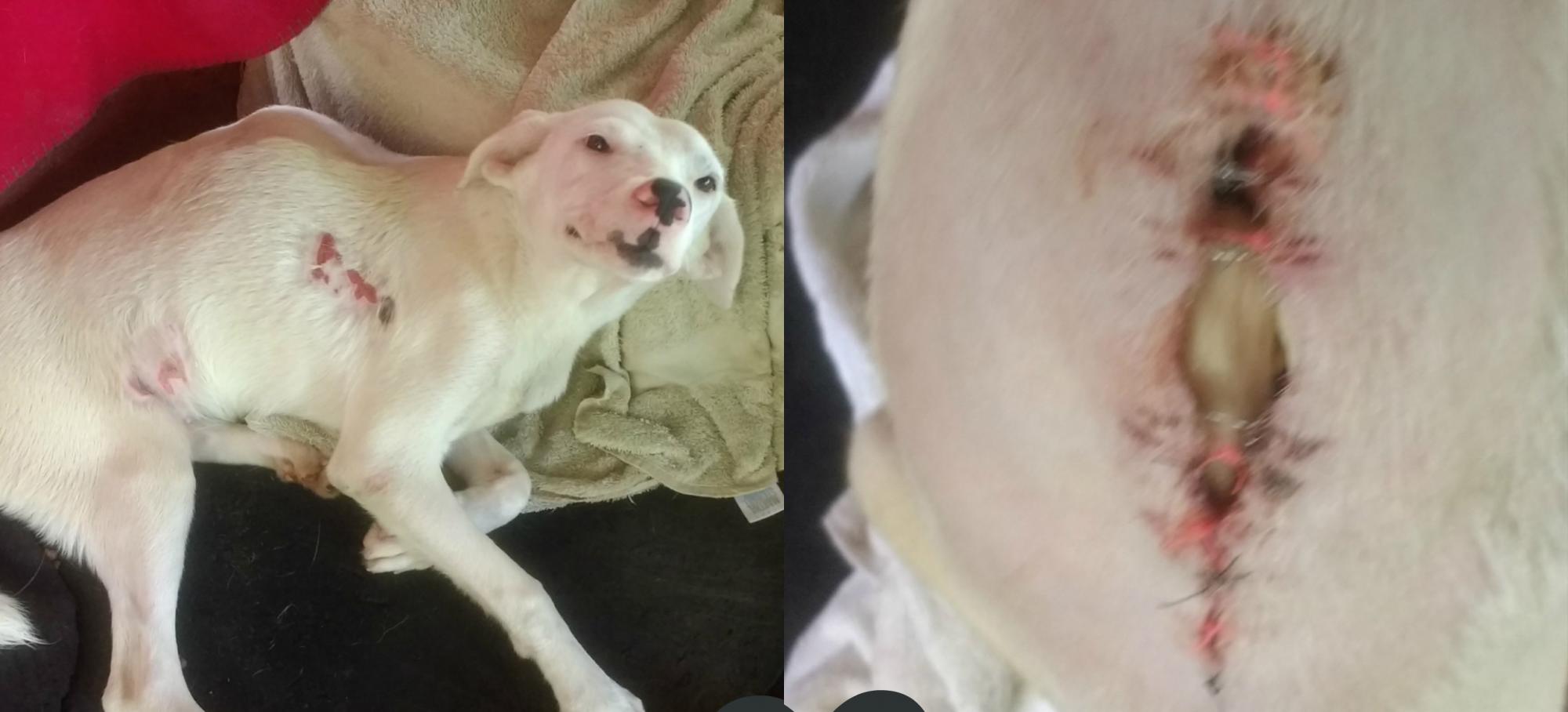 Esta perra fue atropellada y sufrió una lesión irreversible en la columna. Fue adoptada por unos canadienses quienes la cuidan.