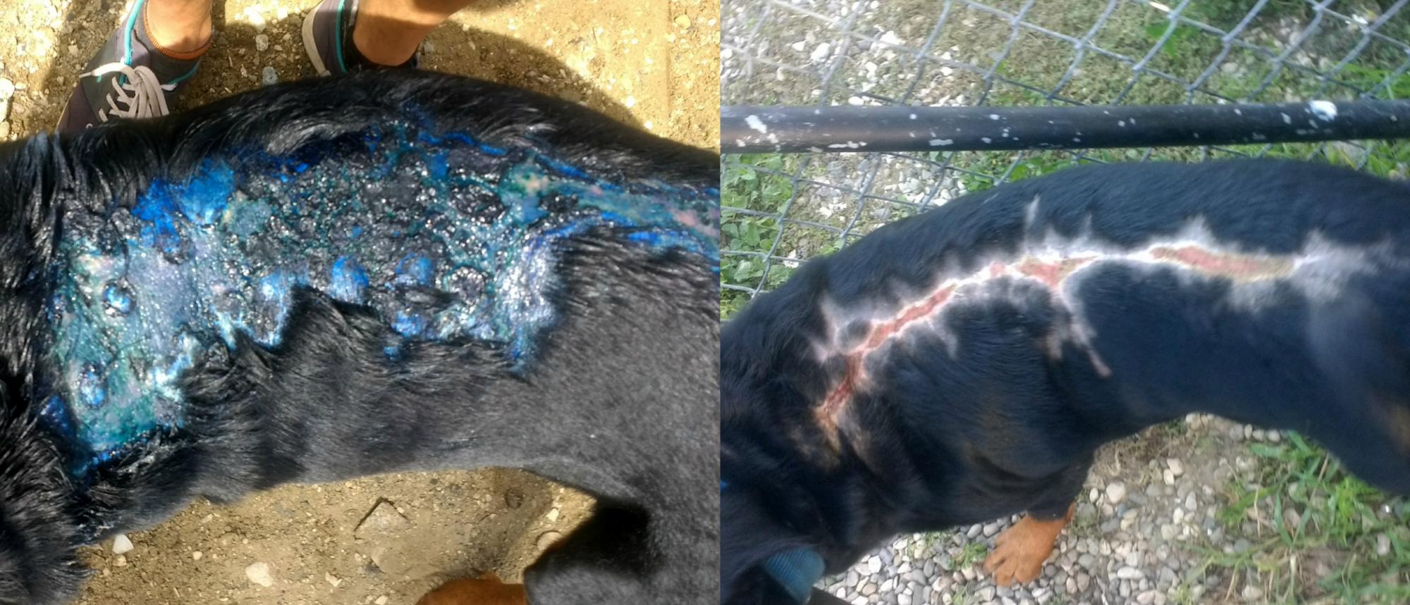 Este perro rotweiler fue rociado con un químico, además de estar enfermo del hígado. Se volvió agresivo pero luego de un tratamiento se recuperó y se ha vuelto un perro dócil.