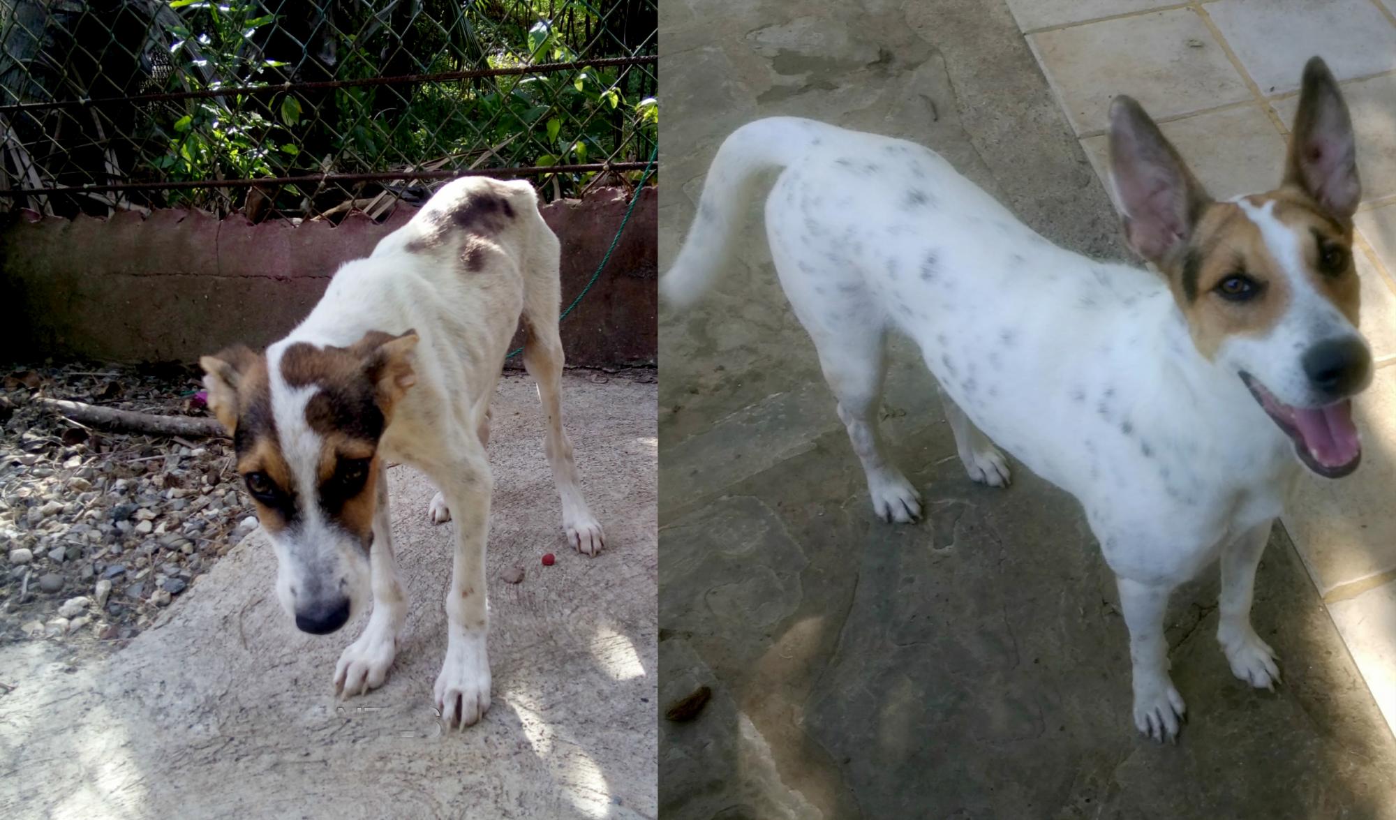 Quicky fue encontrado por Michel en una playa de Sosua, estaba paralizado desde el cuello. Luego de un tratamiento recuperó su fuerza y energía.