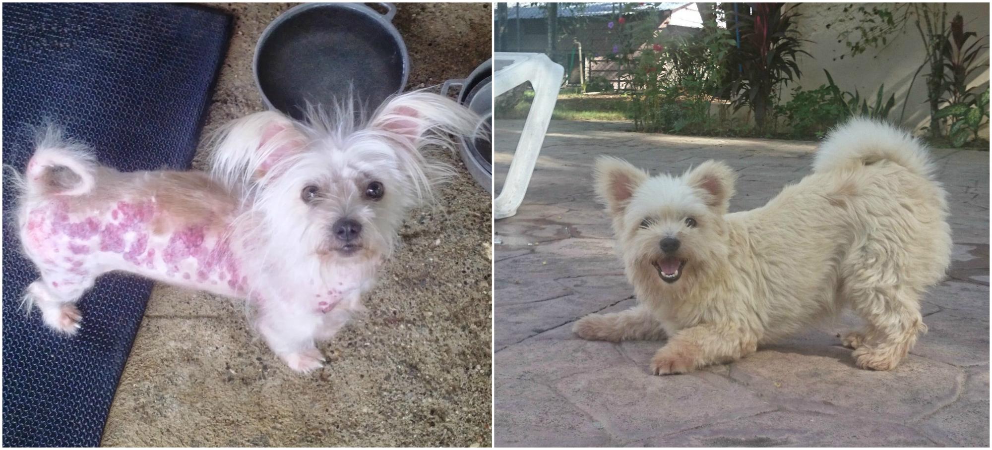 Princesa fue envenenada en un barrio, después de un tratamiento vive con Michel.