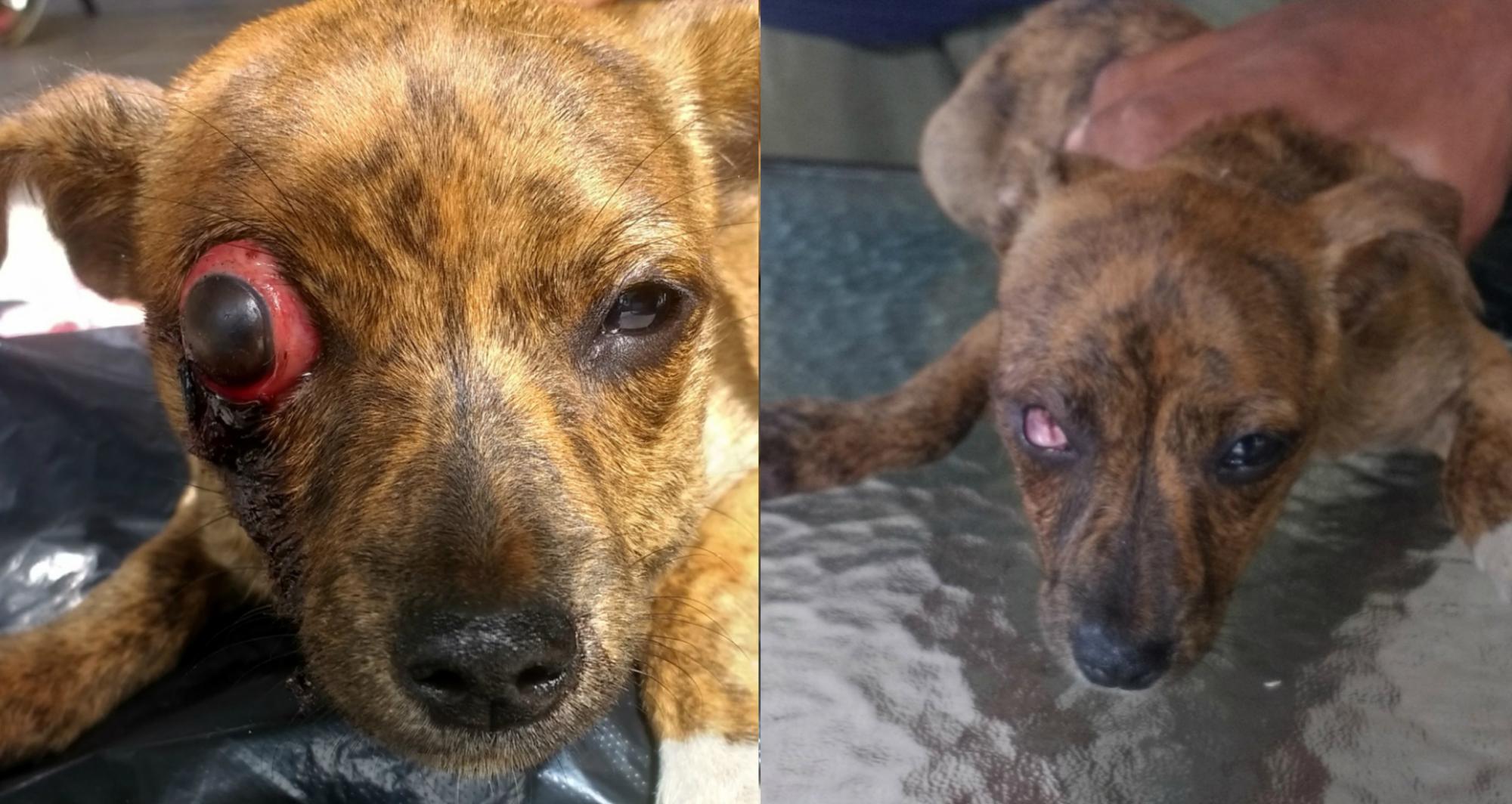 Sushi sufrió un fuerte golpe en el ojo, el cual no se pudo salvar.