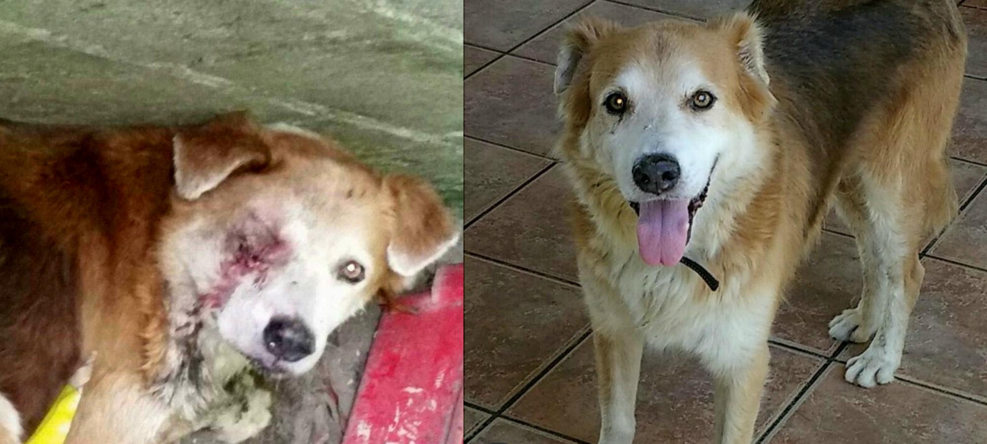 Este perro fue atacado por otro y fue abandonado por su dueño, Michel lo encontró con parte del ojo engusanado.