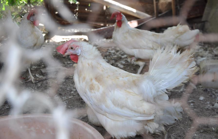 Avicultores garantizan abasto de pollos y huevos en el país, pese al virus