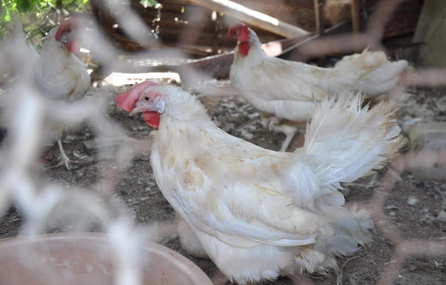 Productores afirman habrá pollos y huevos en Navidad a pesar de fiebre aviar