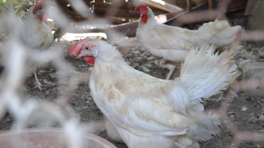 Productores afirman habrá pollos y huevos en Navidad a pesar de fiebre aviar Productores afirman habrá pollos y huevos en Navidad a pesar de fiebre aviar
