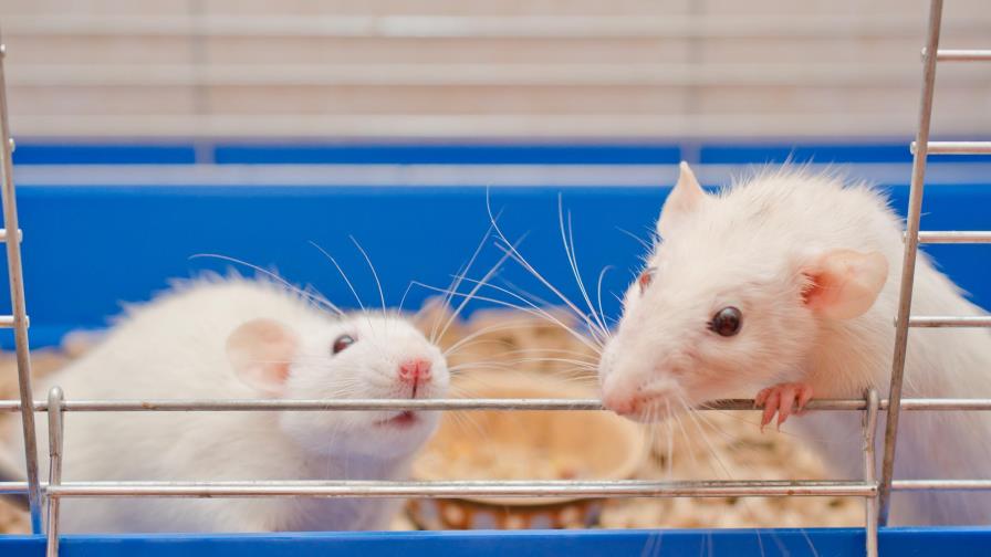 Las ratas y la adicción a la cocaína si toman alcohol 