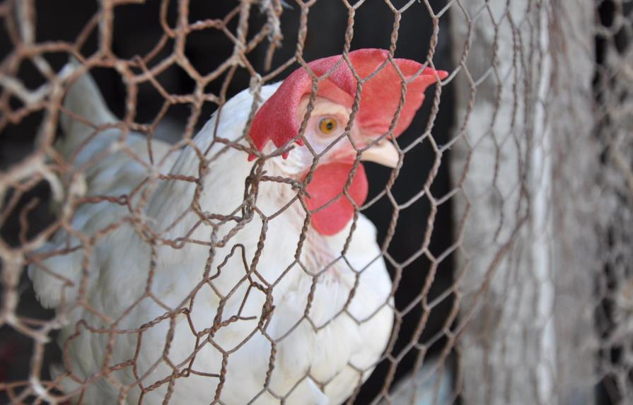 Agricultura crea comisión para erradicar gripe aviar