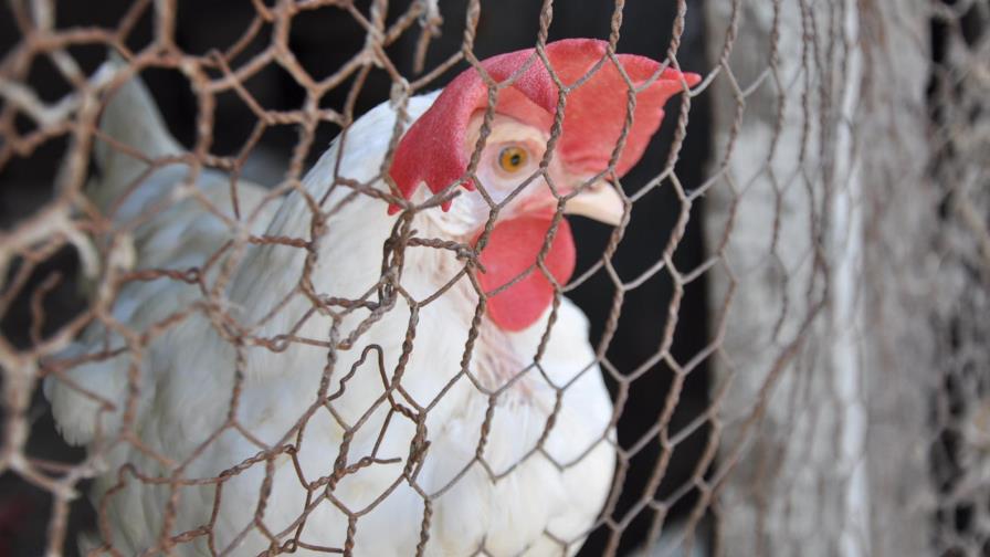 Agricultura crea comisión para erradicar gripe aviar